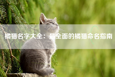 橘猫名字大全：最全面的橘猫命名指南