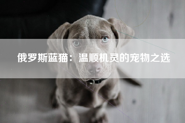 俄罗斯蓝猫：温顺机灵的宠物之选