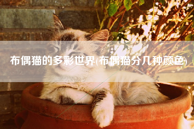 布偶猫的多彩世界(布偶猫分几种颜色)