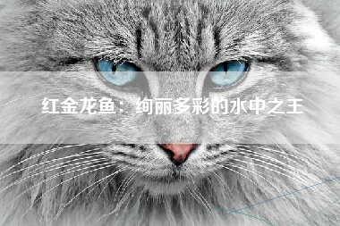 红金龙鱼：绚丽多彩的水中之王