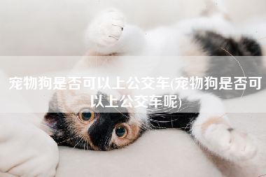 宠物狗是否可以上公交车(宠物狗是否可以上公交车呢)