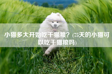 小猫多大开始吃干猫粮？(75天的小猫可以吃干猫粮吗)