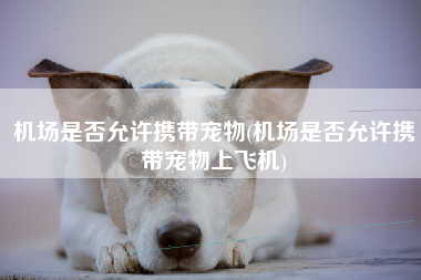 机场是否允许携带宠物(机场是否允许携带宠物上飞机)