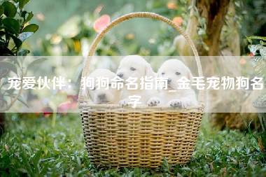 宠爱伙伴：狗狗命名指南_金毛宠物狗名字