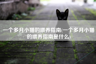 一个多月小猫的喂养指南(一个多月小猫的喂养指南是什么)