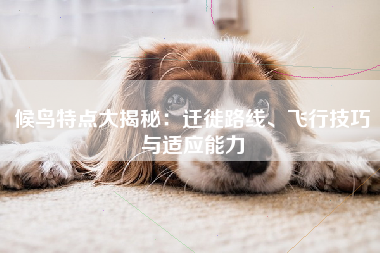 候鸟特点大揭秘：迁徙路线、飞行技巧与适应能力