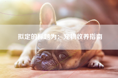 拟定的标题为：宠物收养指南
