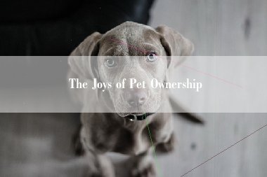 The Joys of Pet Ownership