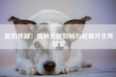 蛇的死敌：揭秘天敌如何与蛇展开生死较量