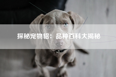 探秘宠物貂：品种百科大揭秘