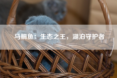 马鲷鱼：生态之王，湖泊守护者