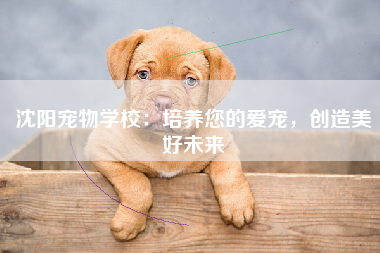沈阳宠物学校：培养您的爱宠，创造美好未来