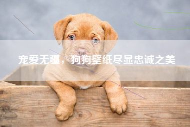 宠爱无疆，狗狗壁纸尽显忠诚之美