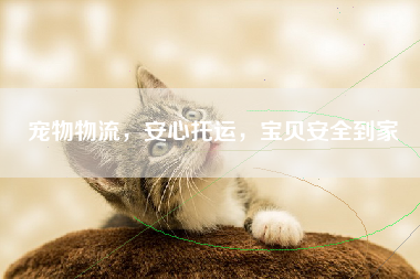 宠物物流，安心托运，宝贝安全到家