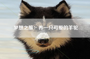 梦想之旅：养一只可爱的羊驼