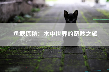 鱼塘探秘：水中世界的奇妙之旅