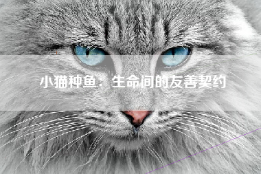 小猫种鱼：生命间的友善契约