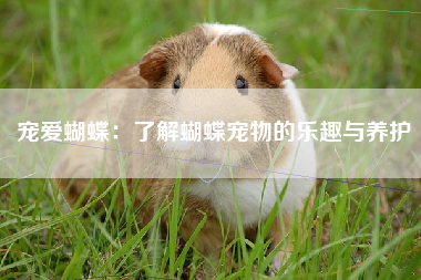 宠爱蝴蝶：了解蝴蝶宠物的乐趣与养护