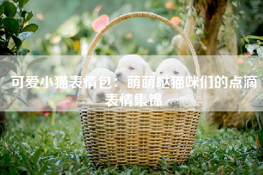 可爱小猫表情包：萌萌哒猫咪们的点滴表情集锦