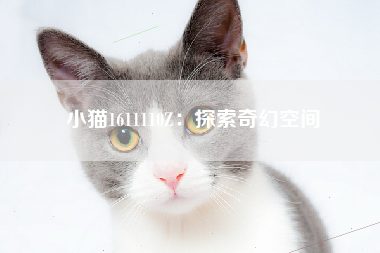 小猫1611110Z：探索奇幻空间