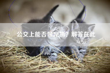 公交上能否带宠物？解答在此