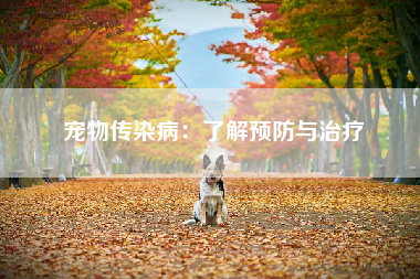 宠物传染病：了解预防与治疗