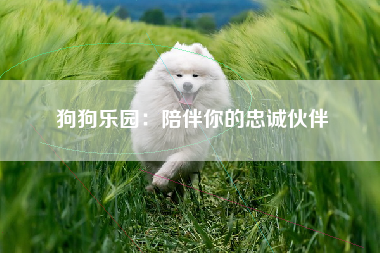 狗狗乐园：陪伴你的忠诚伙伴