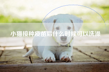小猫接种疫苗后什么时候可以洗澡