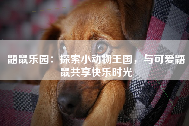 鼯鼠乐园：探索小动物王国，与可爱鼯鼠共享快乐时光