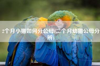 2个月小猫如何分公母(二个月幼猫公母分辨)