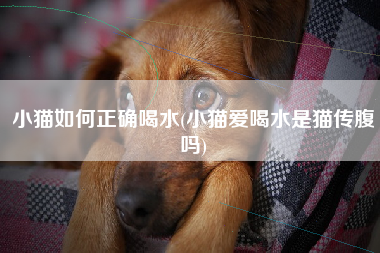 小猫如何正确喝水(小猫爱喝水是猫传腹吗)