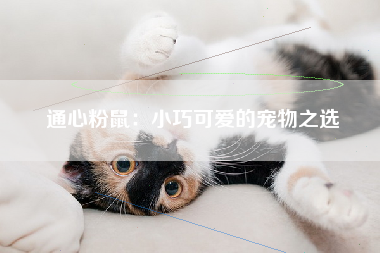 通心粉鼠：小巧可爱的宠物之选