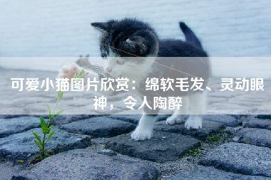 可爱小猫图片欣赏：绵软毛发、灵动眼神，令人陶醉