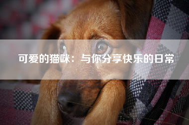 可爱的猫咪：与你分享快乐的日常