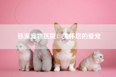 慈溪宠物医院：关怀您的爱宠
