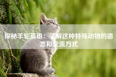 探秘羊驼英语：了解这种特殊动物的语言和交流方式