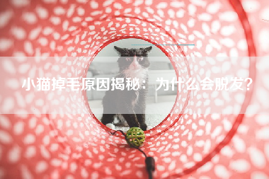 小猫掉毛原因揭秘：为什么会脱发？