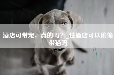 酒店可带宠，真的吗？_住酒店可以偷偷带猫吗