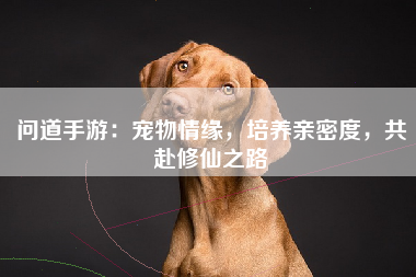 问道手游：宠物情缘，培养亲密度，共赴修仙之路