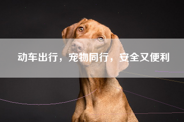 动车出行，宠物同行，安全又便利