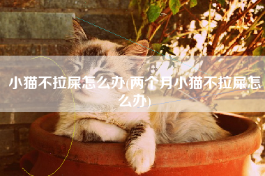 小猫不拉屎怎么办(两个月小猫不拉屎怎么办)