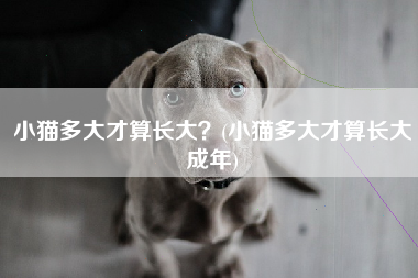 小猫多大才算长大？(小猫多大才算长大成年)