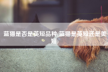 蓝猫是否是英短品种(蓝猫是英短还是美短)