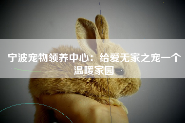 宁波宠物领养中心：给爱无家之宠一个温暖家园