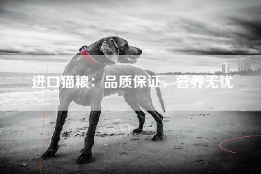 进口猫粮：品质保证，营养无忧
