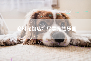 沧州宠物店：尽享宠物乐园