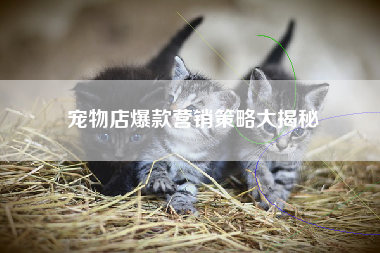 宠物店爆款营销策略大揭秘