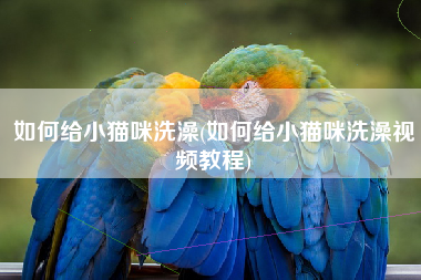 如何给小猫咪洗澡(如何给小猫咪洗澡视频教程)
