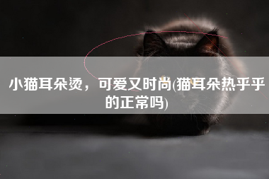 小猫耳朵烫，可爱又时尚(猫耳朵热乎乎的正常吗)