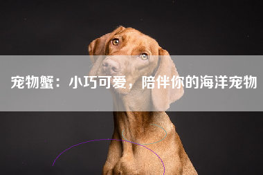 宠物蟹：小巧可爱，陪伴你的海洋宠物